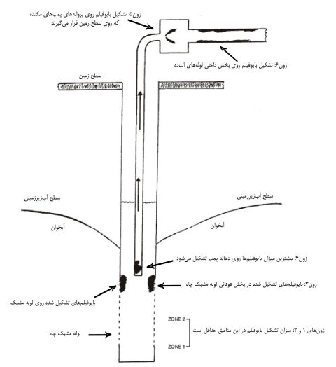 sections of biofilm